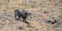 Feral pig in Cape York Peninsula